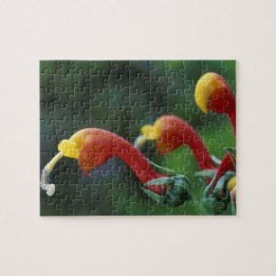Centraal-Amerika, Panama, provincie Chiriqui, Legpuzzel
