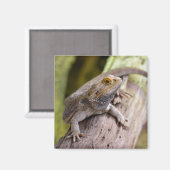 Centraal bebaarde draak op kop koffie briefkaart m magneet (Voorkant / Achterkant)