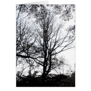 Centraal Park laat najaar bijna Barren Tree B&W