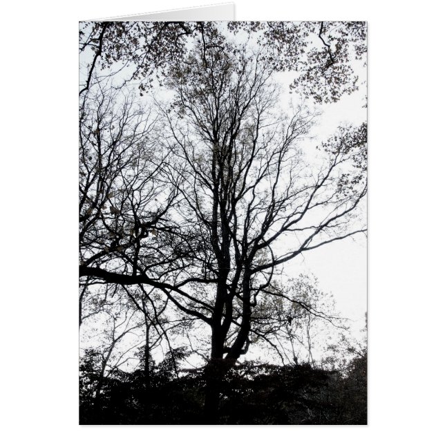 Centraal Park laat najaar bijna Barren Tree B&W (Voorkant)