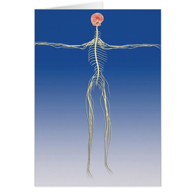 Centraal zenuwstelsel met humaan brein (Voorkant)