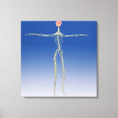 Centraal zenuwstelsel met humaan brein canvas afdruk (Voorkant)
