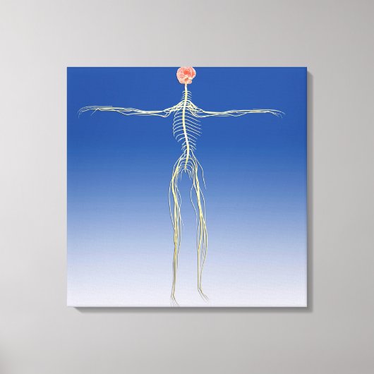Centraal zenuwstelsel met humaan brein canvas afdruk (Voorkant)