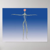 Centraal zenuwstelsel met humaan brein poster (Voorkant)