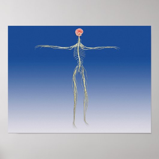Centraal zenuwstelsel met humaan brein poster (Voorkant)