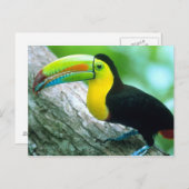 CENTRAL AMERICA, Panama, Borro Colorado Island 2 Briefkaart (Voorkant / Achterkant)