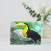 CENTRAL AMERICA, Panama, Borro Colorado Island 2 Briefkaart (Staand voorkant)