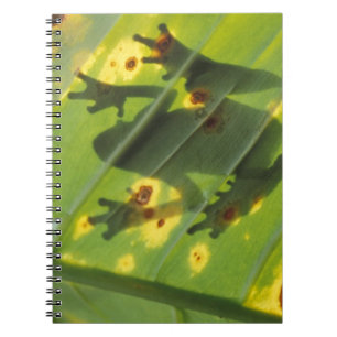 CENTRAL AMERIKA, Costa Rica, Achterlicht kikker op Notitieboek