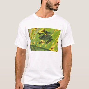 CENTRAL AMERIKA, Costa Rica, Achterlicht kikker op T-shirt