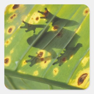 CENTRAL AMERIKA, Costa Rica, Achterlicht kikker op Vierkante Sticker