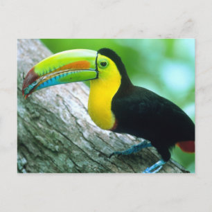 CENTRAL AMERIKA, Panama, Borro Colorado-eiland 2 Briefkaart