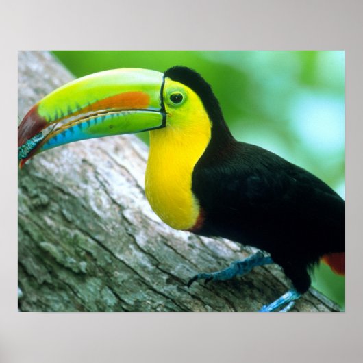 CENTRAL AMERIKA, Panama, Borro Colorado-eiland 2 Poster (Voorkant)
