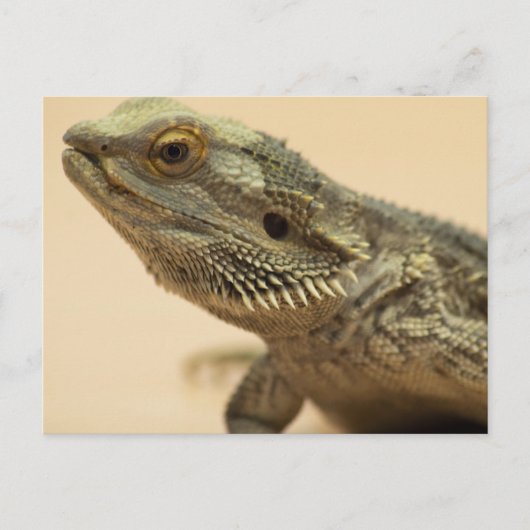 Central Bearded Lizard Close-up Briefkaart (Voorkant)
