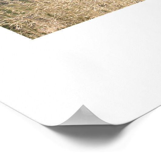 Central California Coastline Poster (Hoek)