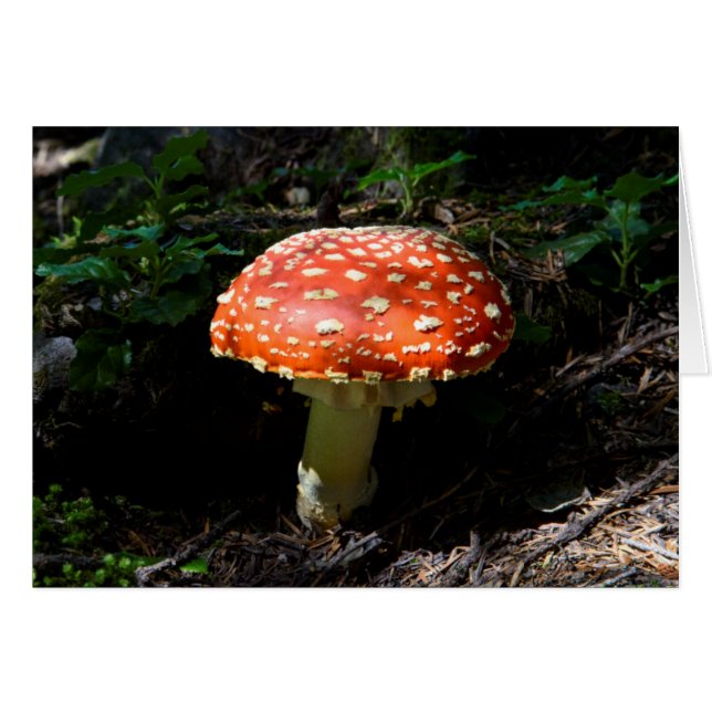 Central Cascades, staat Washington (Voorkant Horizontaal)