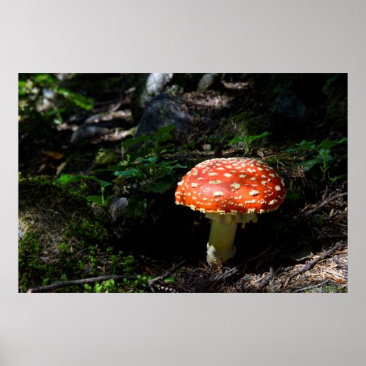 Central Cascades, staat Washington Poster (Voorkant)