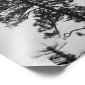Central Oregon Pines Black en White Foto Afdruk (Hoek)