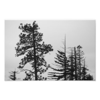 Central Oregon Pines Black en White Foto Afdruk