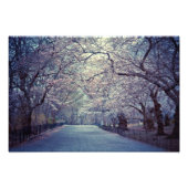 Central Park Cherry Blossom Path Foto Afdruk (Voorkant)