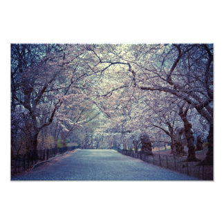 Central Park Cherry Blossom Path Foto Afdruk
