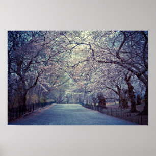 Central Park Cherry Blossom Path Poster