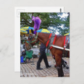 Central Park Horse Briefkaart (Voorkant / Achterkant)