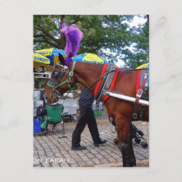 Central Park Horse Briefkaart
