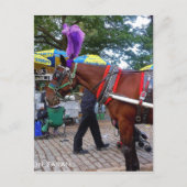 Central Park Horse Briefkaart (Voorkant)