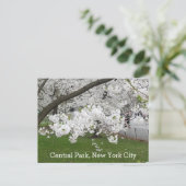 Central Park New York Blossoming Tree in het voorj Briefkaart (Staand voorkant)