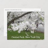 Central Park New York Blossoming Tree in het voorj Briefkaart (Voorkant / Achterkant)