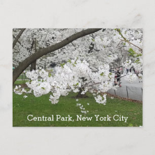 Central Park New York Blossoming Tree in het voorj Briefkaart