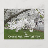 Central Park New York Blossoming Tree in het voorj Briefkaart (Voorkant)
