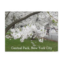 Central Park New York Blossoming Tree in het voorj