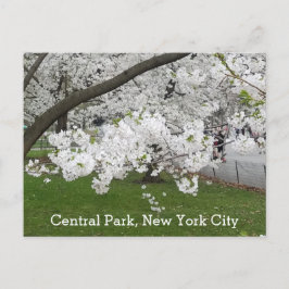 Central Park New York Blossoming Tree in het voorj Briefkaart