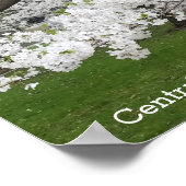 Central Park New York Blossoming Tree in Spring Poster (Hoek)