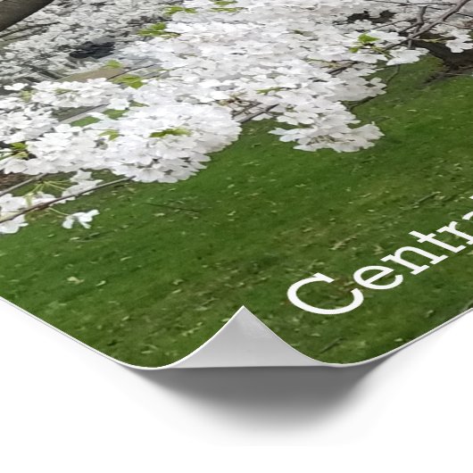 Central Park New York Blossoming Tree in Spring Poster (Hoek)