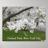 Central Park New York Blossoming Tree in Spring Poster (Voorkant)