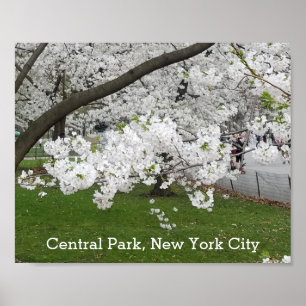 Central Park New York Blossoming Tree in Spring Poster