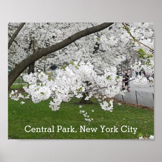 Central Park New York Blossoming Tree in Spring Poster (Voorkant)