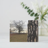 Central Park New York City NYC Tree Briefkaart (Staand voorkant)