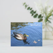 Central Park NYC Conservatory Water Mallard Duck Briefkaart (Staand voorkant)