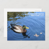 Central Park NYC Conservatory Water Mallard Duck Briefkaart (Voorkant / Achterkant)