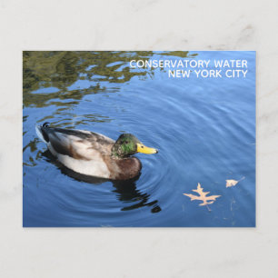 Central Park NYC Conservatory Water Mallard Duck Briefkaart