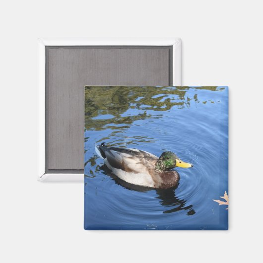 Central Park NYC Conservatory Water Mallard Duck Magneet (Voorkant / Achterkant)