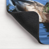 Central Park NYC Conservatory Water Mallard Duck Muismat (Hoek)