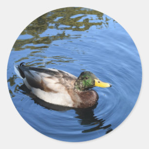 Central Park NYC Conservatory Water Mallard Duck Ronde Sticker