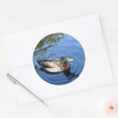 Central Park NYC Conservatory Water Mallard Duck Ronde Sticker (Envelop)