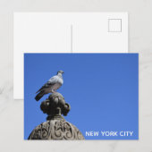 Central Park Pigeon Blue Sky New York City Bird Briefkaart (Voorkant / Achterkant)