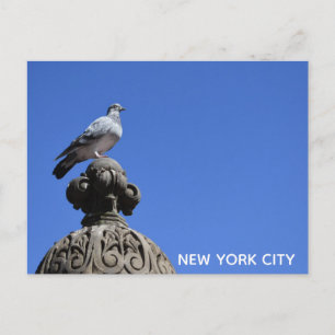 Central Park Pigeon Blue Sky New York City Bird Briefkaart
