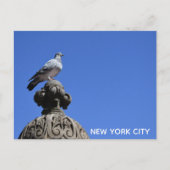 Central Park Pigeon Blue Sky New York City Bird Briefkaart (Voorkant)